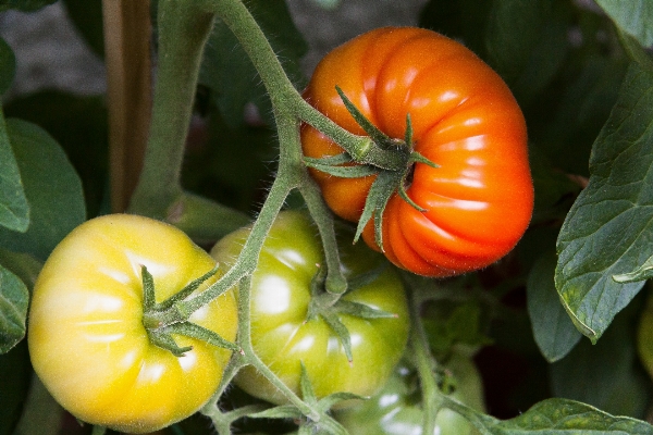 Foto Alam tanaman buah bunga