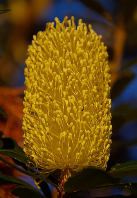 Naturaleza florecer planta hoja