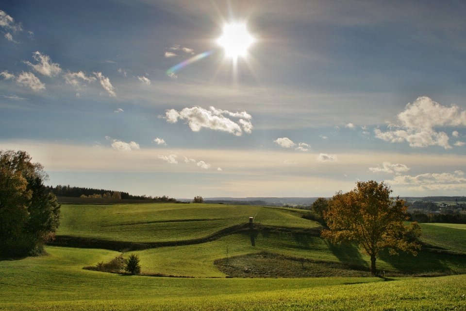 Paysage arbre herbe horizon