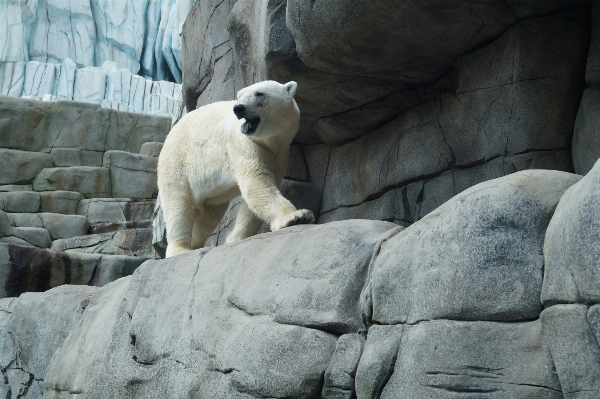 White animal recreation bear Photo