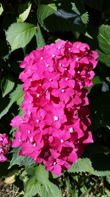 Nature plant flower petal Photo