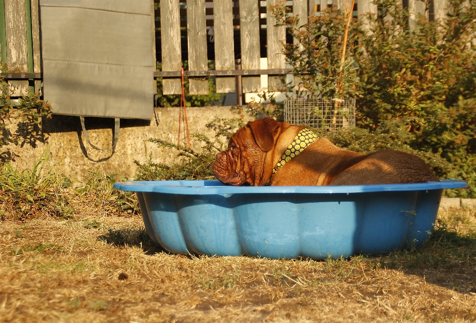 Wasser natur gras spielen