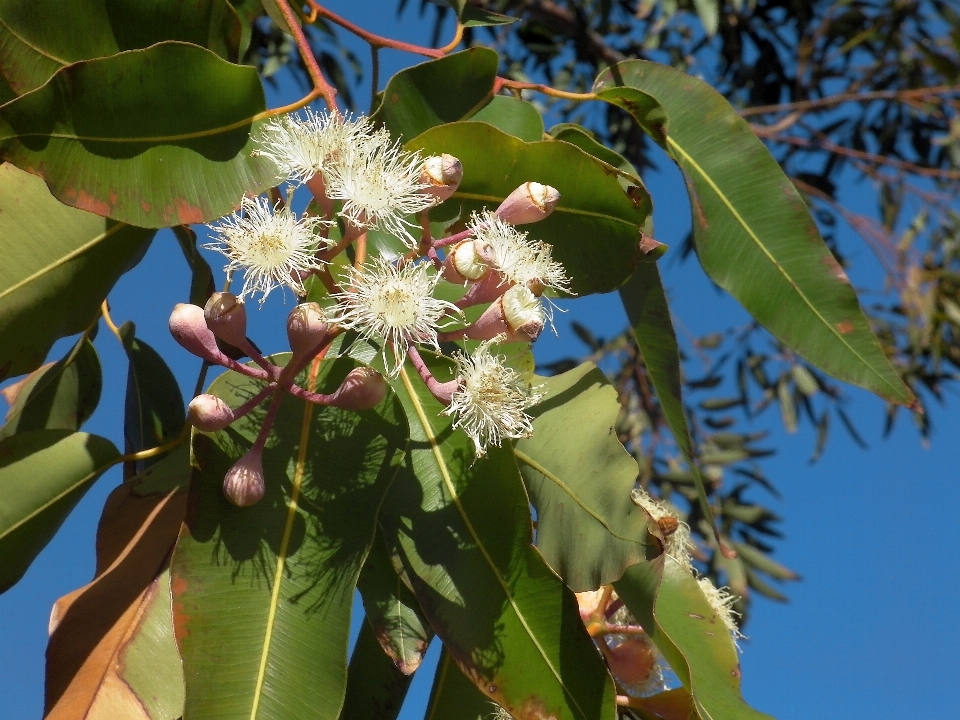 árbol naturaleza rama florecer