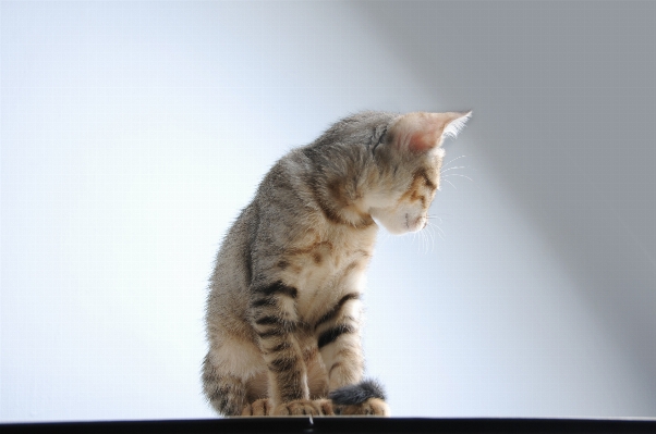 Foto Bicho de estimação gatinho gato mamífero