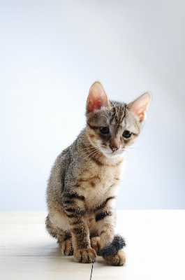 Foto Bicho de estimação gatinho gato mamífero