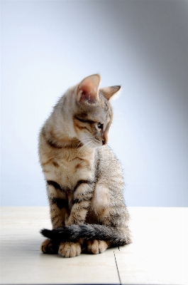 Foto Bicho de estimação gatinho gato mamífero