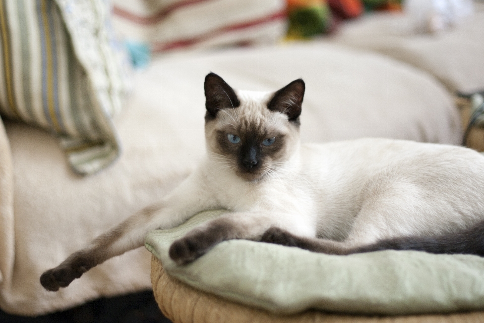 White view pet cat