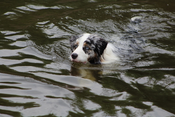 Sport play dog swim Photo