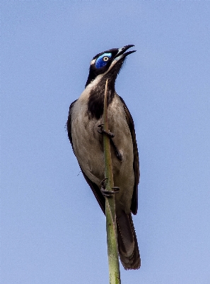 鳥 羽 白 野生動物 写真