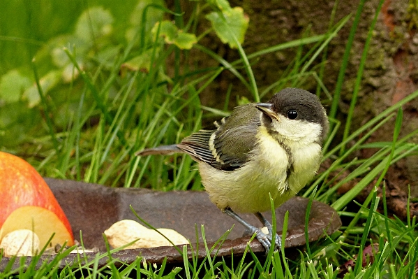 Foto Alam cabang burung bunga