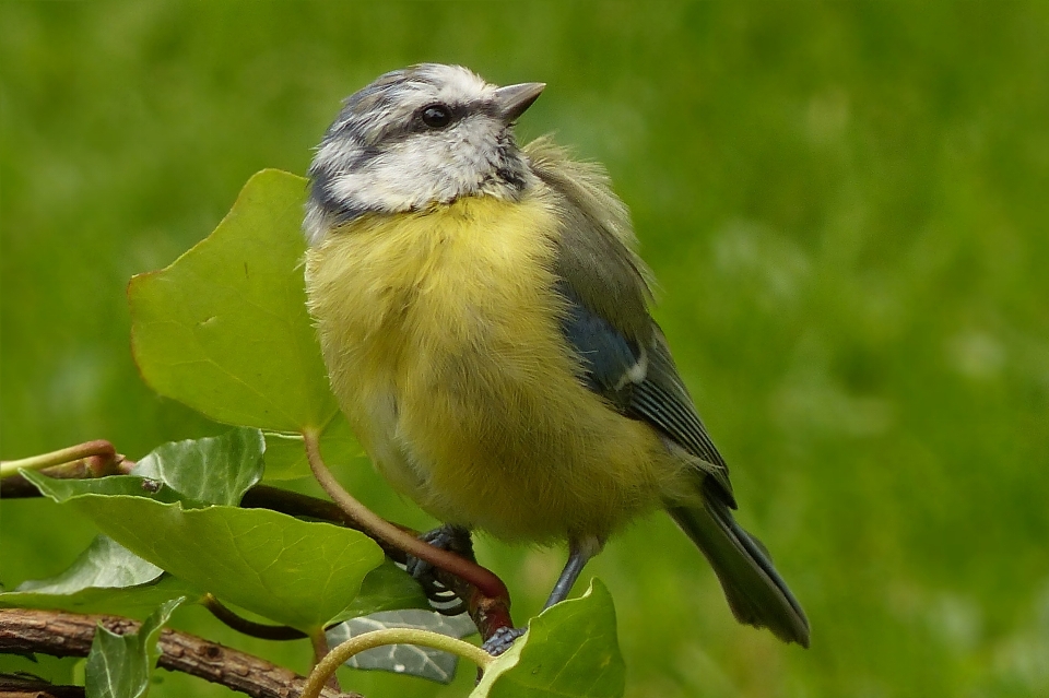 Nature bird animal wildlife