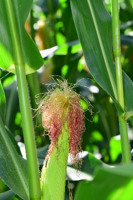 木 草 植物 髪 写真