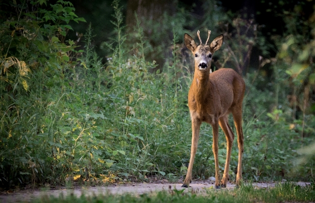 Nature forest path prairie Photo