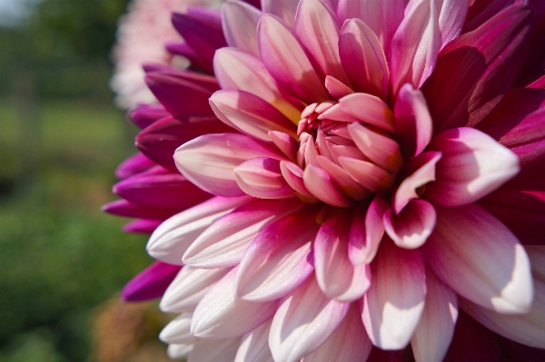 Foto Planta flor pétalo verano