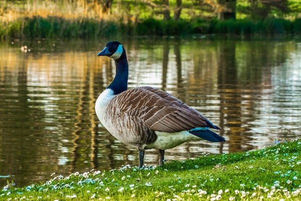 Su doğa kuş gölet Fotoğraf