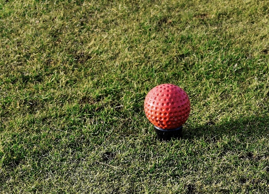 Foto Pohon rumput luar ruangan tanaman