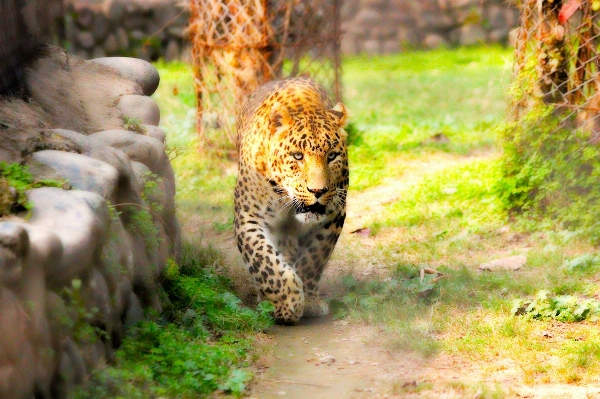 自然 テクスチャー 動物 野生動物 写真