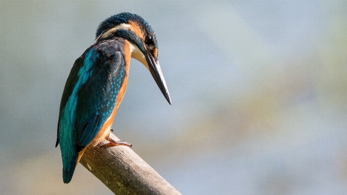 Foto Jam tangan alam cabang burung