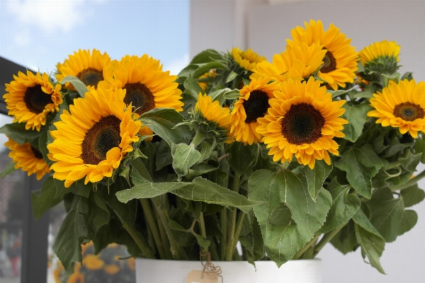 Plant flower herb produce Photo