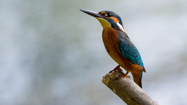 Nature branch bird wing Photo