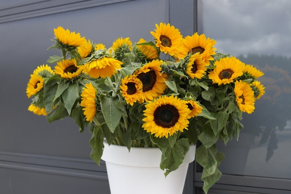 Plant flower yellow sunflower Photo