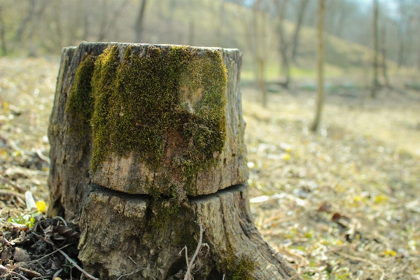 Tree nature forest grass Photo