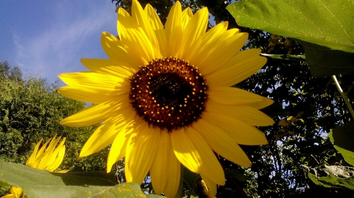 Nature plant sun field Photo