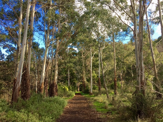 Landscape tree forest path Photo