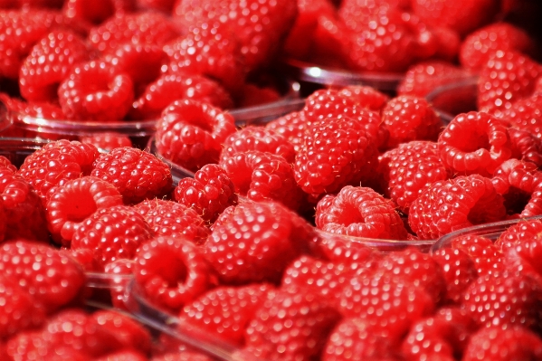 Plant raspberry fruit berry Photo