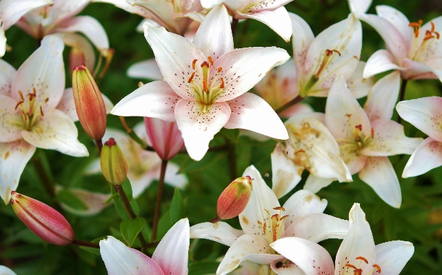 Nature blossom plant leaf Photo