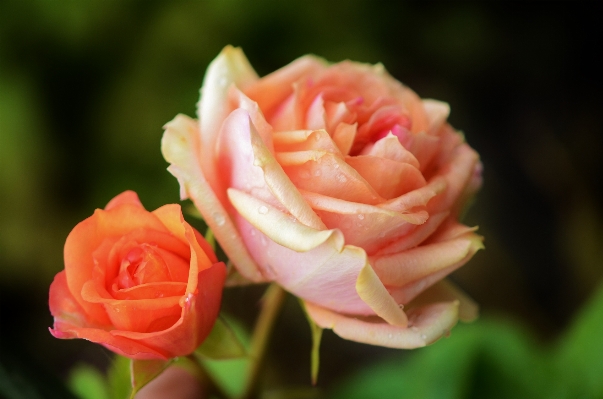 Nature blossom plant photography Photo