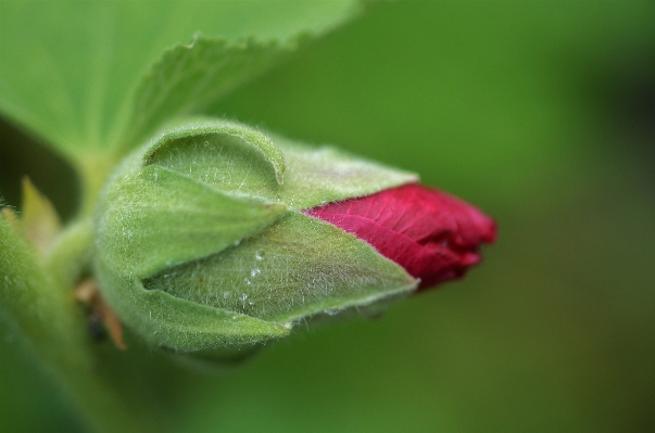 Nature blossom plant photography Photo