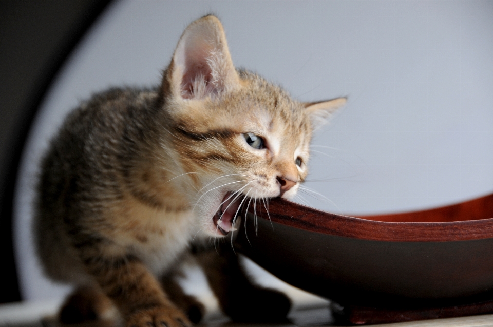 Gatinho gato mamífero fauna