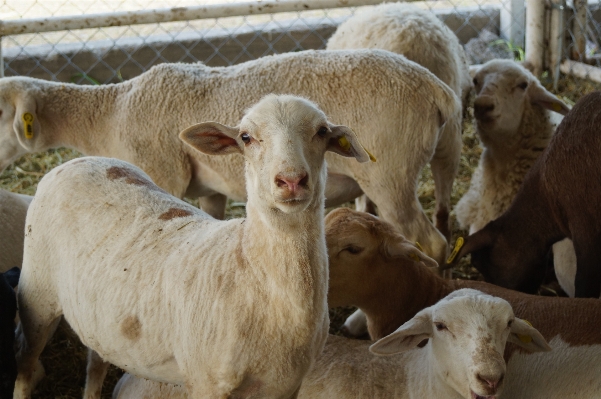 Foto Kambing kawanan padang rumput
 domba