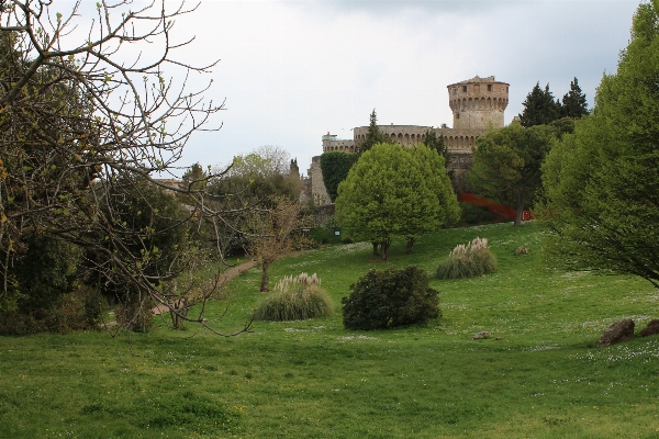 Tree grass farm lawn Photo