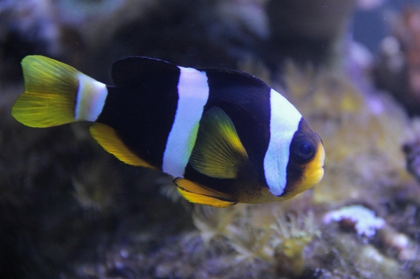 Underwater biology blue fish Photo