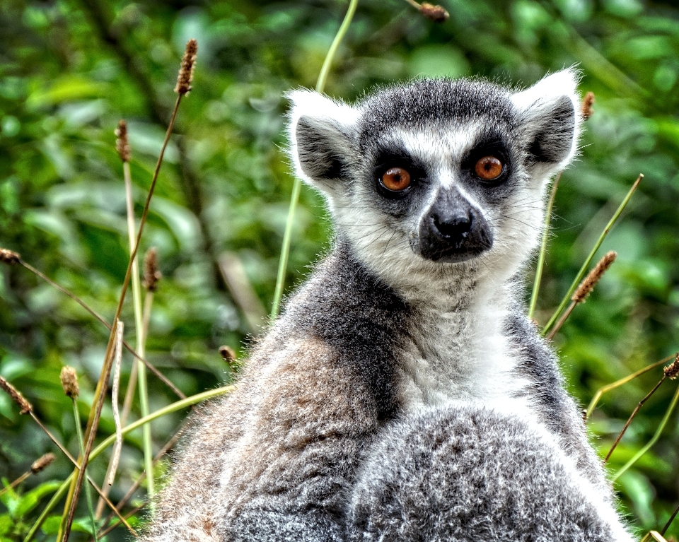 Montre faune mammifère fauna