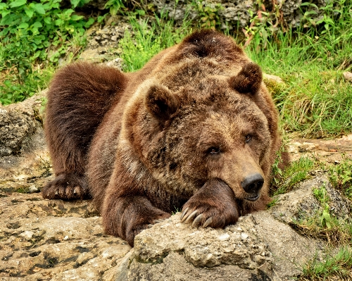 Bear wildlife zoo fur Photo