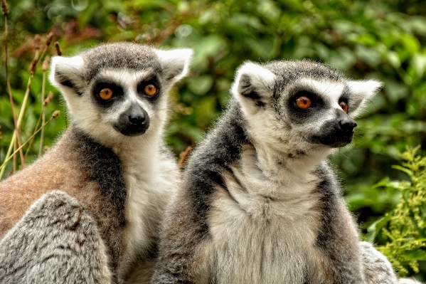 Foto Orologio animali selvatici zoo mammifero