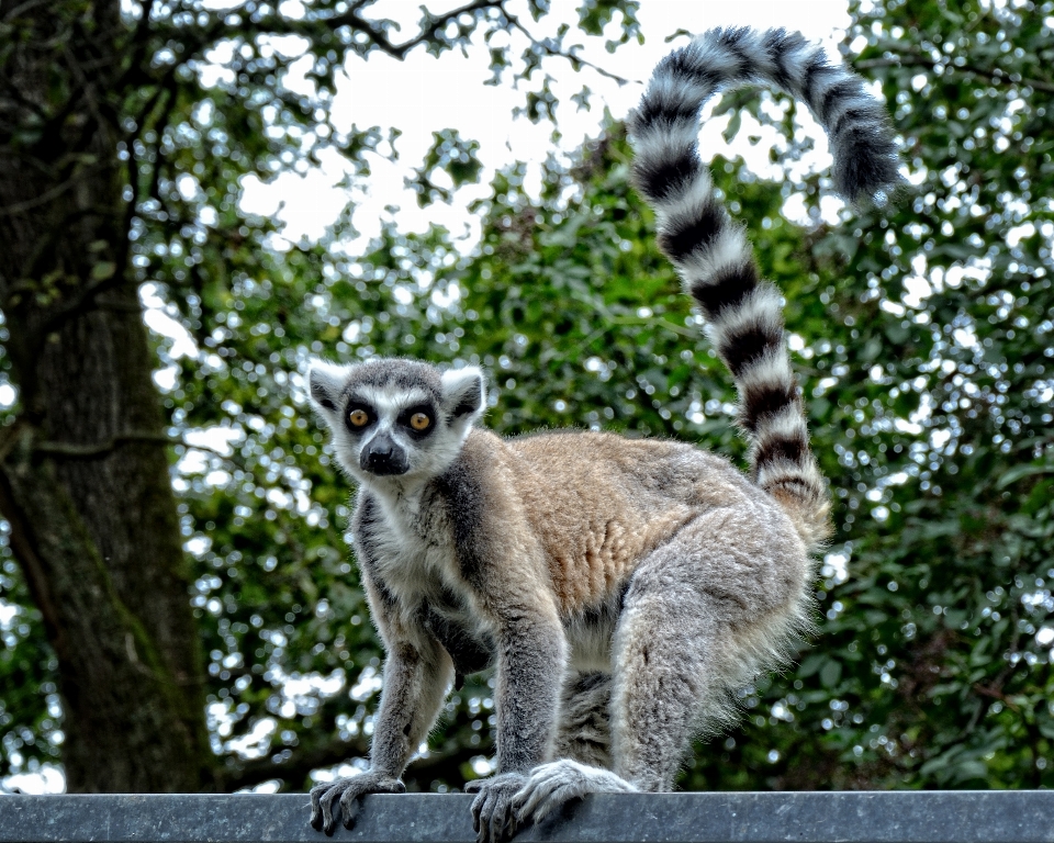 Betrachten tierwelt zoo säugetier