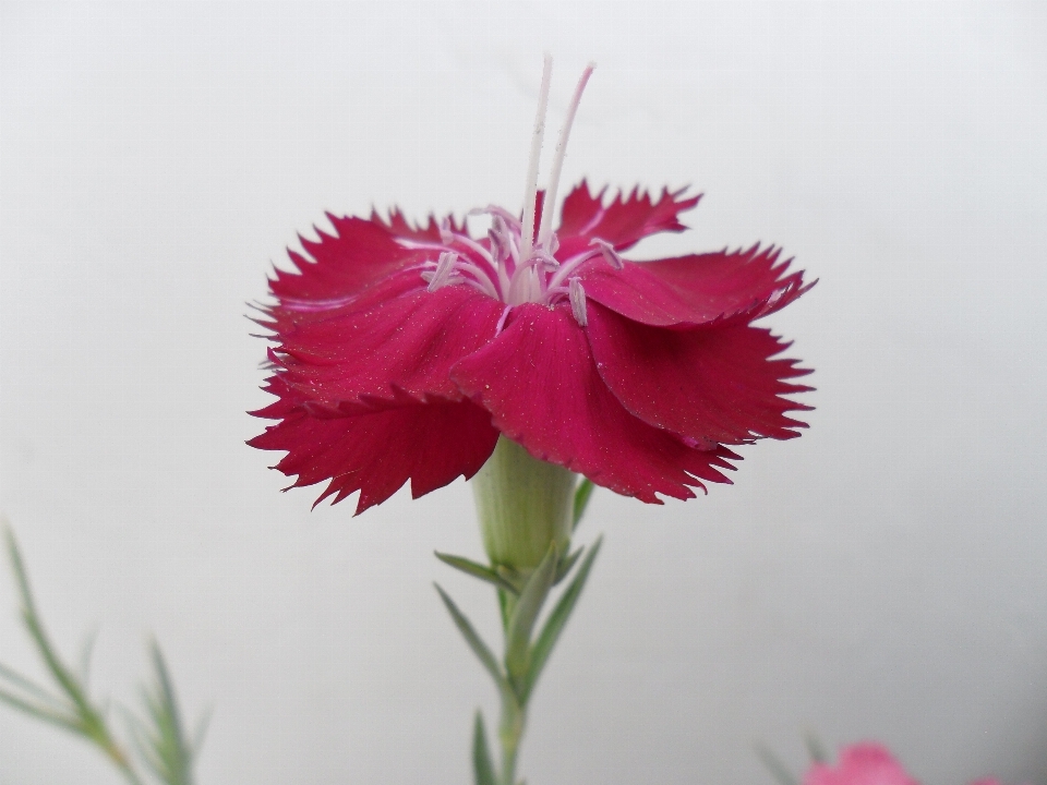 Plantar flor pétala vermelho