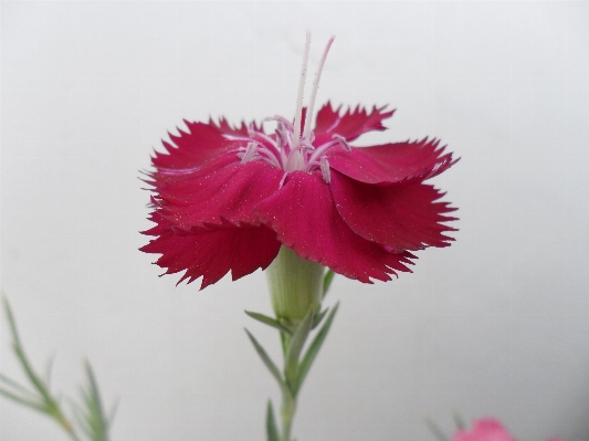 植物 花 花弁 赤 写真