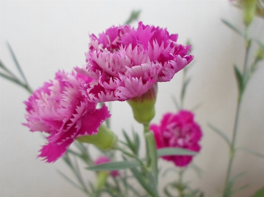 Blossom plant flower purple Photo