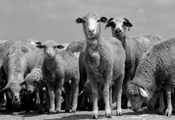 Foto Bianco e nero
 animali selvatici animale domestico gregge