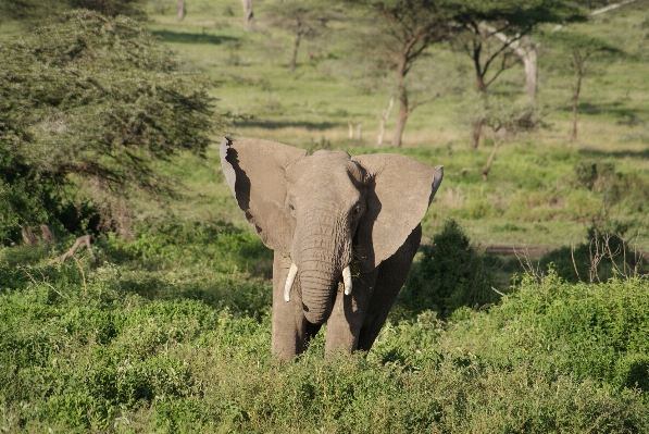 Abenteuer tier tierwelt dschungel Foto