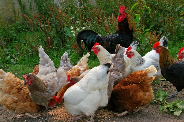 鳥 農場 村 食べ物 写真