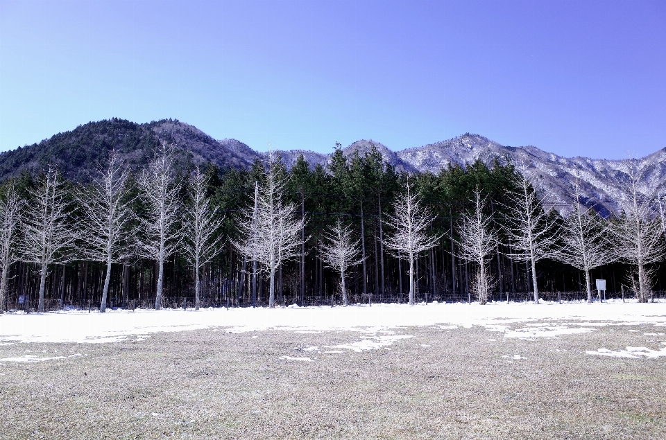 風景 木 森 荒野
