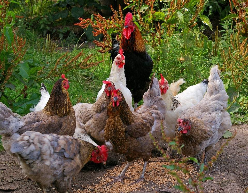 Pájaro granja aldea alimento