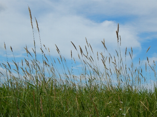 Landscape nature grass marsh Photo