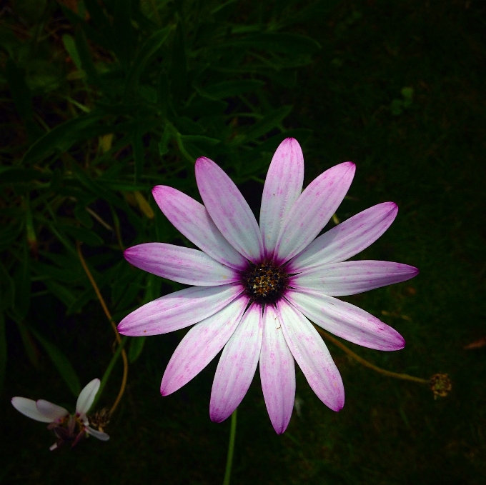 Natur gras draussen blüte